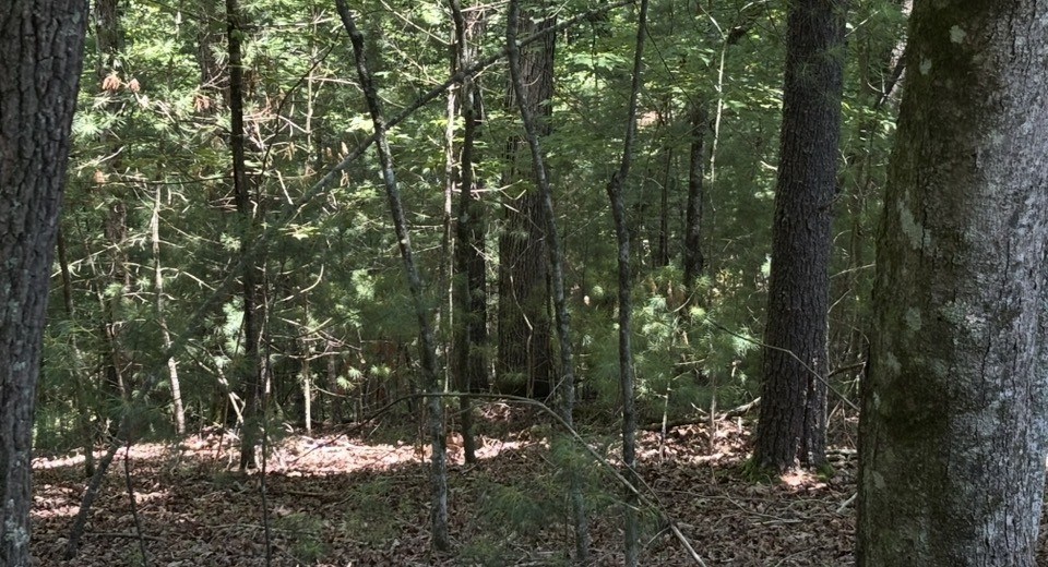 431410 Ellijay
 Land