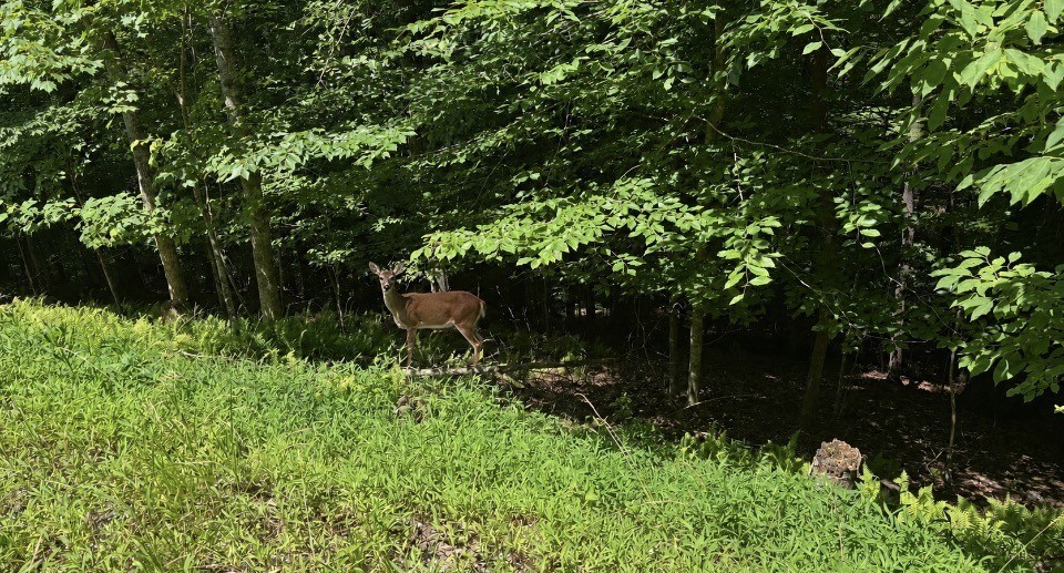 431411 Ellijay
 Land