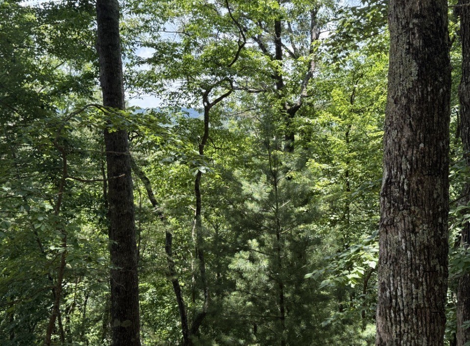 431486 Ellijay
 Land