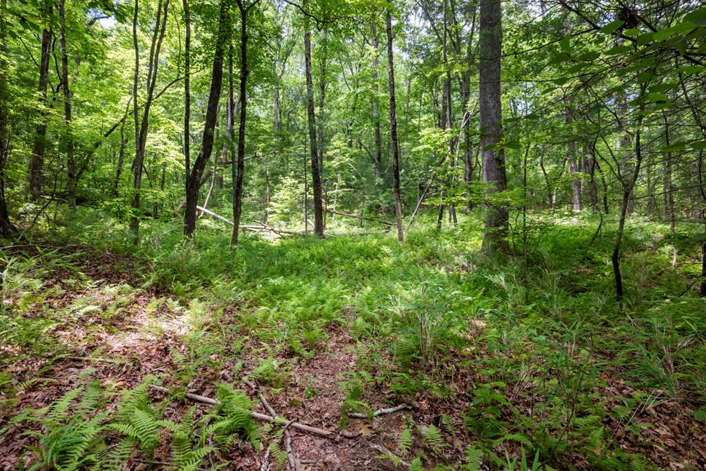 431501 Ellijay
 Land