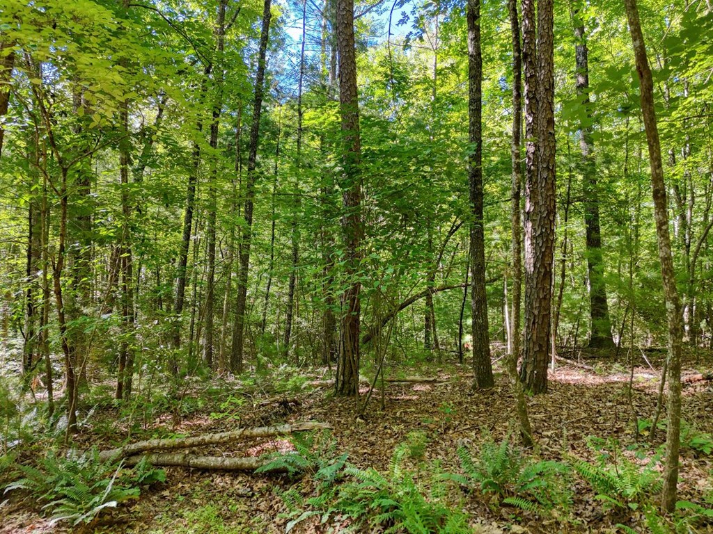431517 Blairsville
 Land