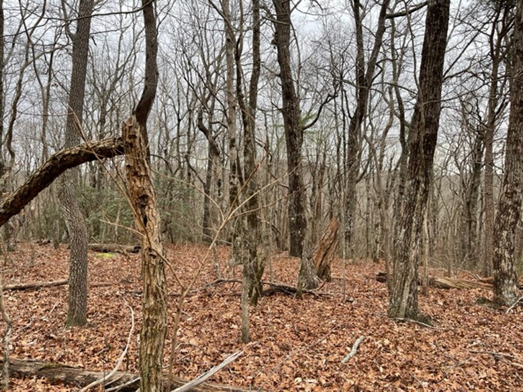 431537 Ellijay
 Land