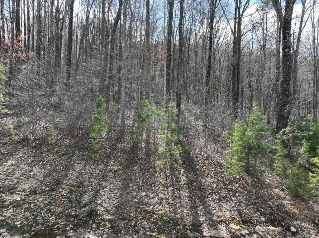 431540 Ellijay
 Land