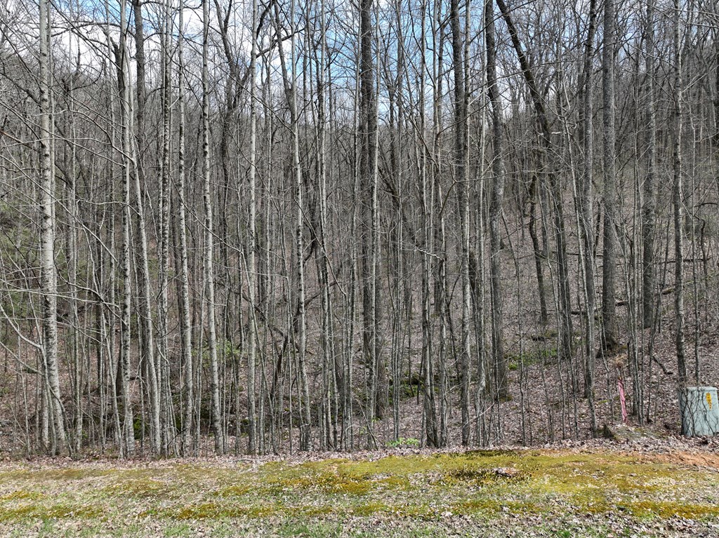 431571 Ellijay
 Land