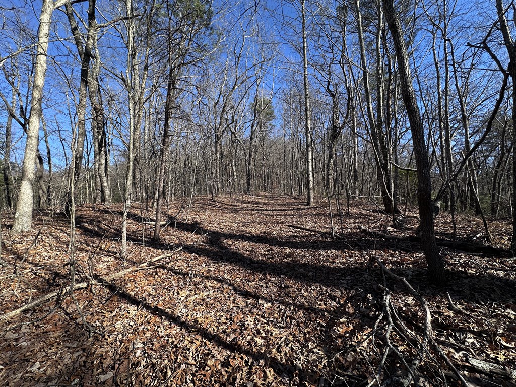 431579 Ellijay
 Land