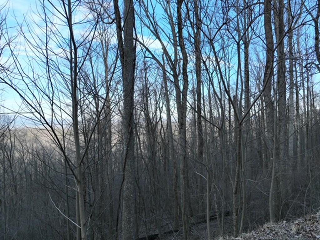 431584 Ellijay
 Land