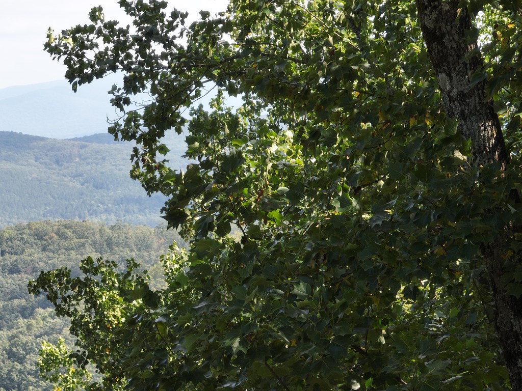 431622 Ellijay
 Land
