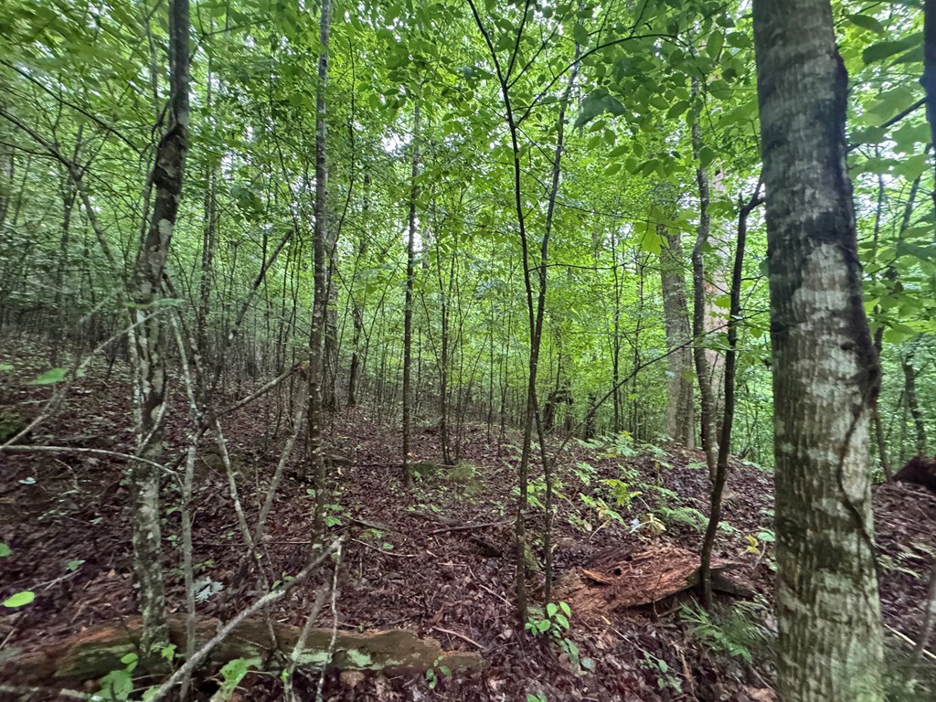 431635 Ellijay
 Land