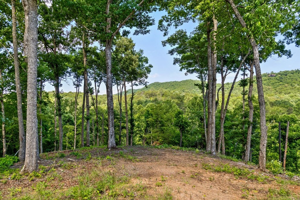 431651 Mineral Bluff
 Land