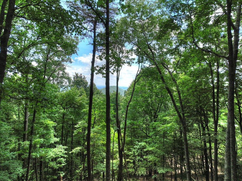 431666 Ellijay Active
