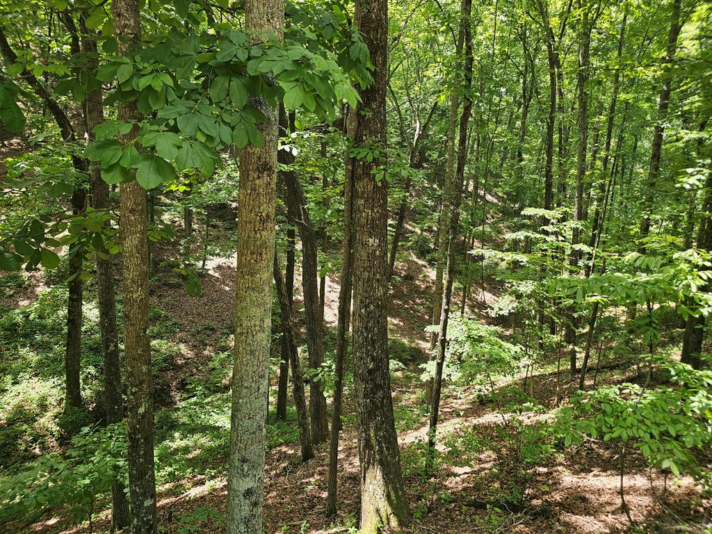 431675  Land