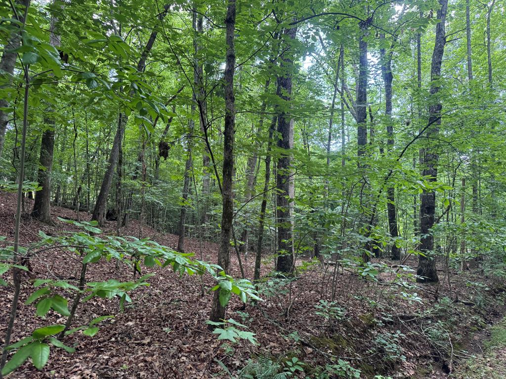 431679  Land