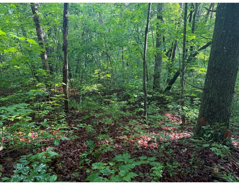 431689 Ellijay
 Land