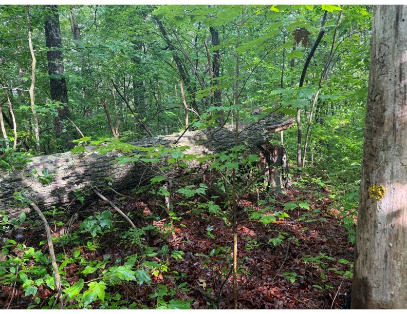 431689 Ellijay
 Land