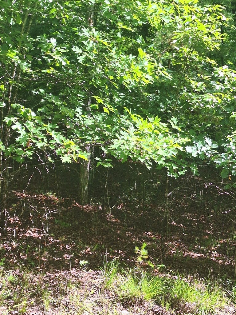 431690 Morganton
 Land