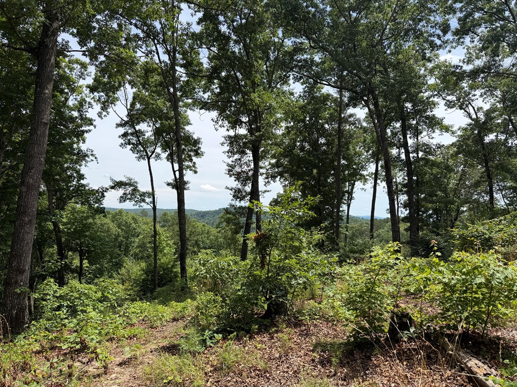 431711 Ellijay
 Land