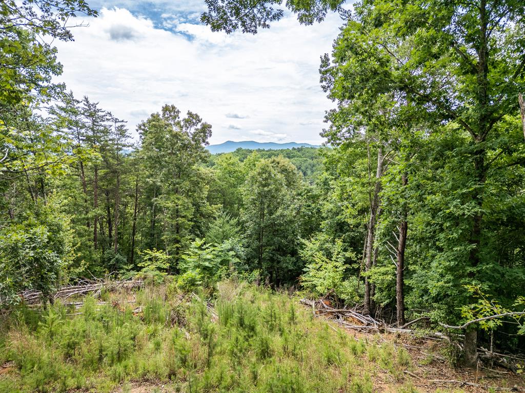 432805  Land