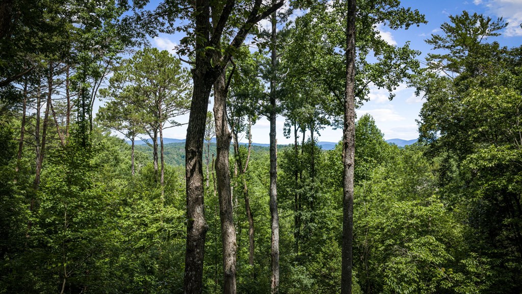 432809 Ellijay Active