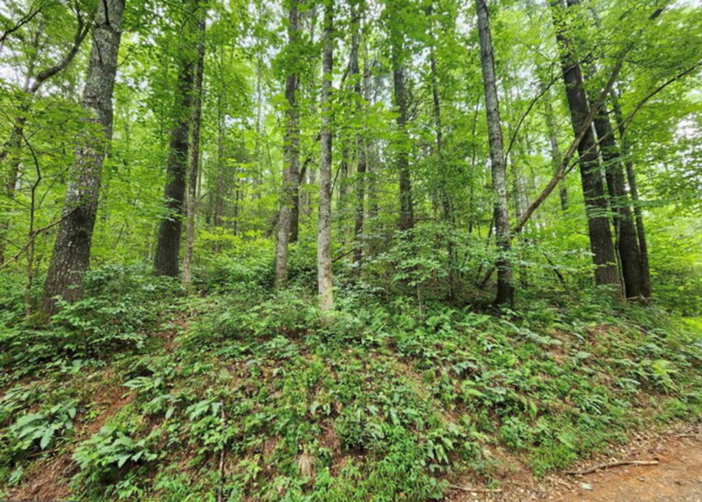 433951  Land