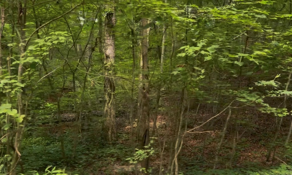 433995 Ellijay
 Land