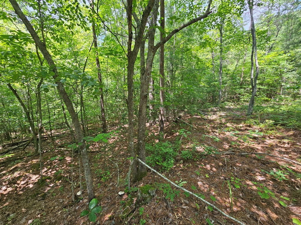 434113 Ellijay
 Land