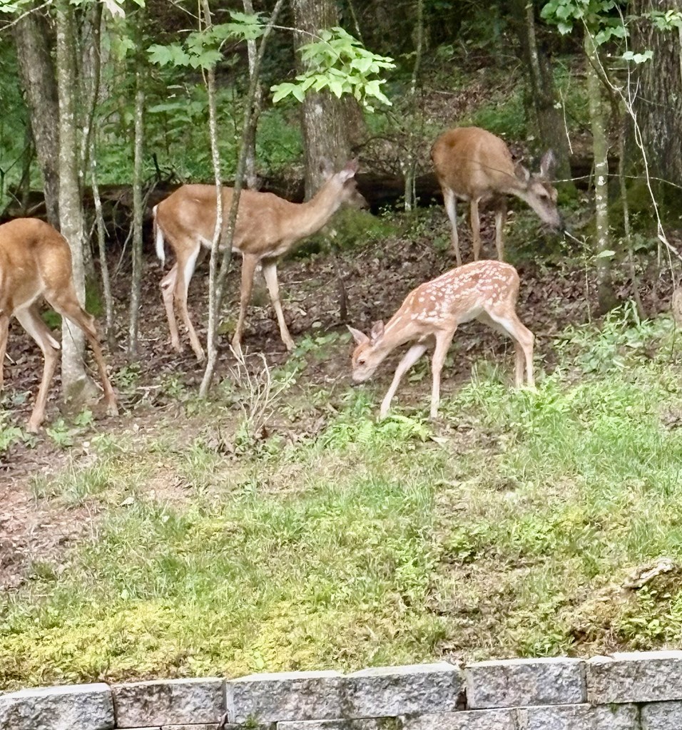 434647 Ellijay Active