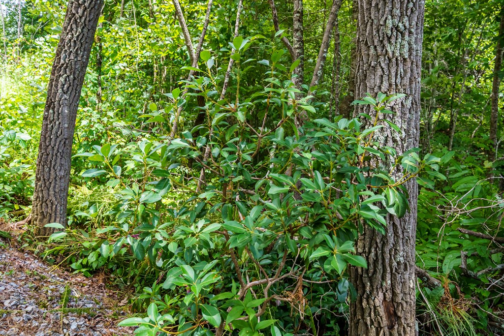 434655 Blue Ridge Active