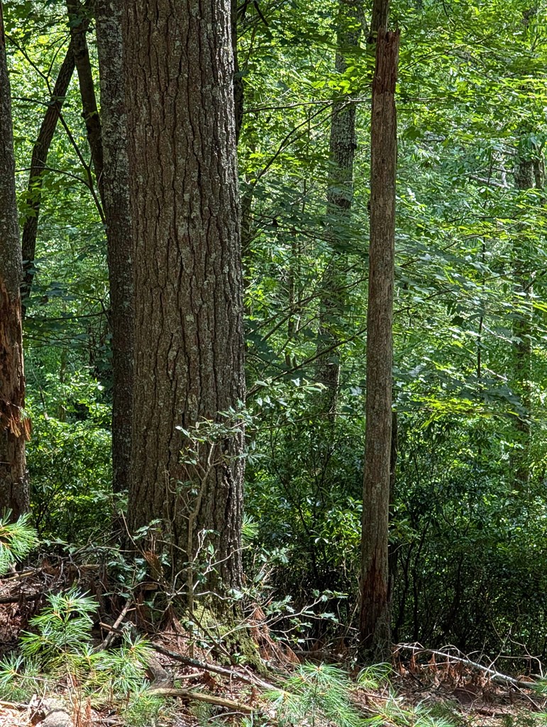 417226 Blairsville Land