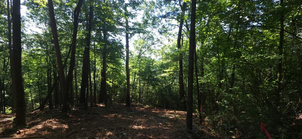 417427 Ellijay Land