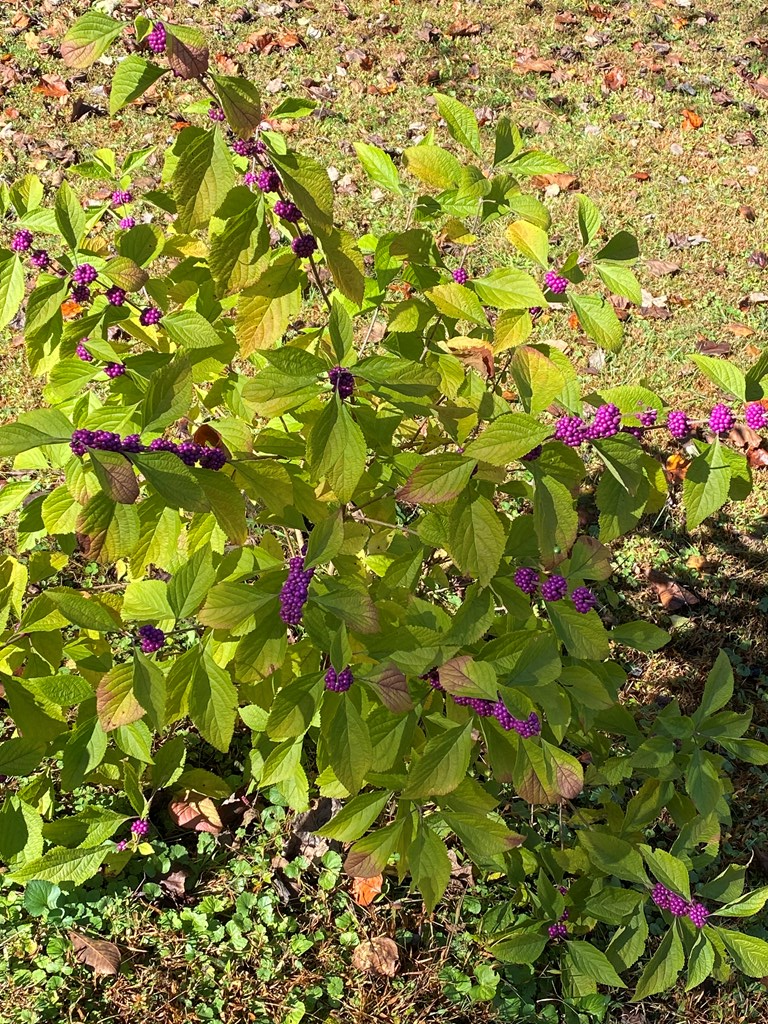 419802 Ellijay Residential