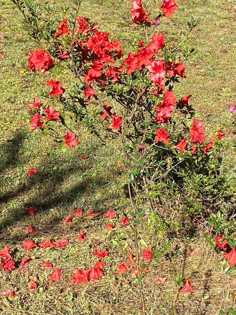 419802 Ellijay Residential