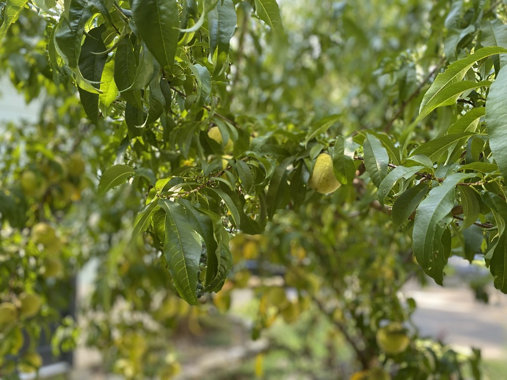 419834 Blairsville Residential